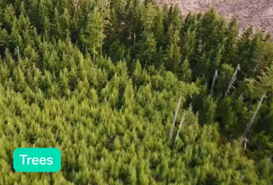 Video of the Aerial Imagery example showing a forest and the impact of deforestation with a live prediction in the bottom corner.