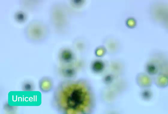 Video of the Scientific Research example showing a microscopic zygote moving around with a live prediction in the bottom corner.