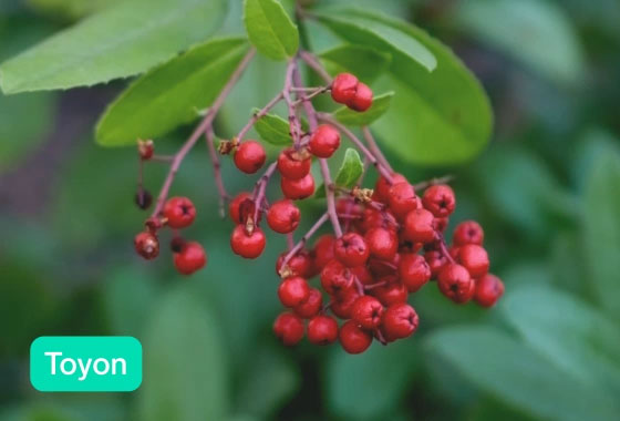 Video of the Plant Species example showing a Toyon and a Madrone with a live prediction in the bottom corner.