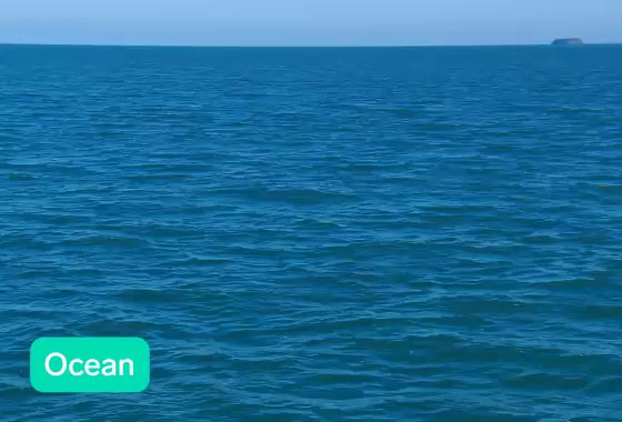 Video of the Whale Watching example showing a whale jumping off the ocean with a live prediction in the bottom corner.